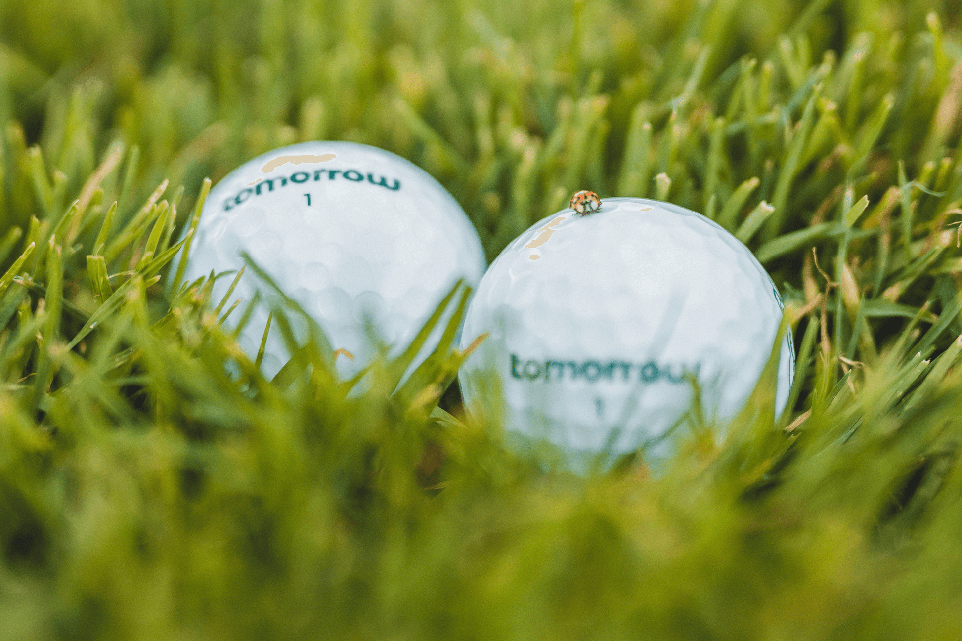 tomorrow golf Bälle nachhaltig mit Käfer